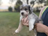 Aspen, a female Bernedoodle for sale in Knob Noster, MO – 2 of 4