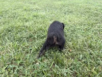 Brielle, a female Miniature Aussiedoodle for sale in Warrensburg, MO – 4 of 4