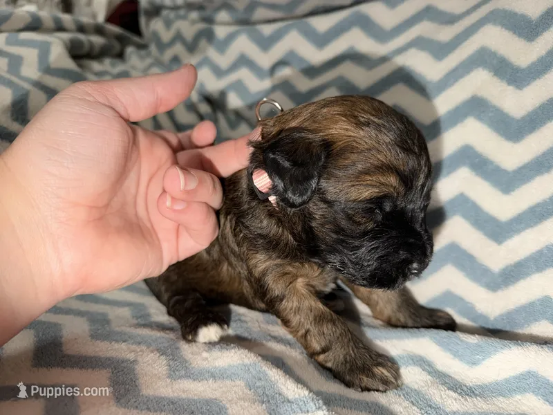 Soffie – Whoodle puppy for sale in Warrensburg, MO