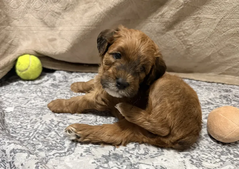 Jordan – Soft Coated Wheaten Terrier, Whoodle puppy for sale in Warrensburg, MO