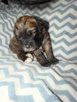 Kobe, a male Whoodle for sale in Warrensburg, MO – 3 of 4