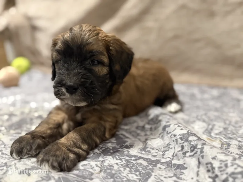Kobe – Whoodle puppy for sale in Warrensburg, MO