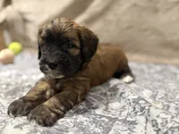 Kobe, a male Whoodle for sale in Knob Noster, MO – 1 of 8