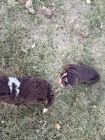 Piper, a female Bernedoodle for sale in Knob Noster, MO – 6 of 7