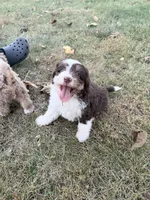 Piper, a female Bernedoodle for sale in Knob Noster, MO – 3 of 7