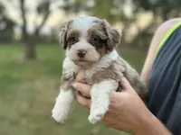 Mayze, a female Bernedoodle for sale in Knob Noster, MO – 2 of 7