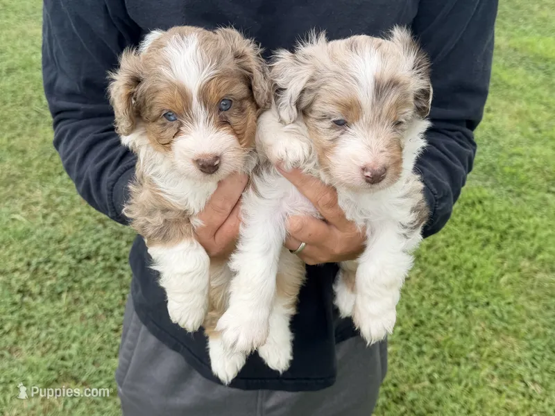 Colby – Miniature Aussiedoodle puppy for sale in Warrensburg, MO