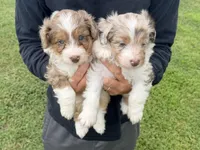 Colby, a male Miniature Aussiedoodle for sale in Warrensburg, MO – 1 of 2