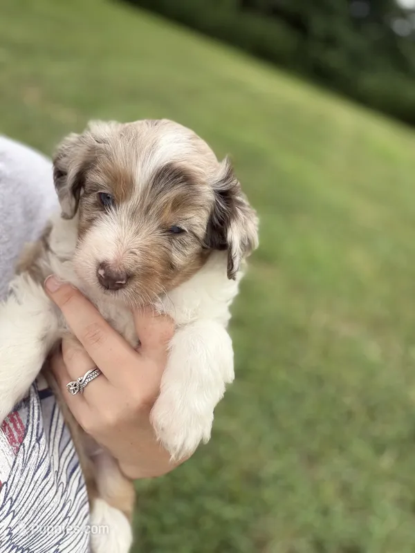Lyle – Miniature Aussiedoodle puppy for sale in Warrensburg, MO