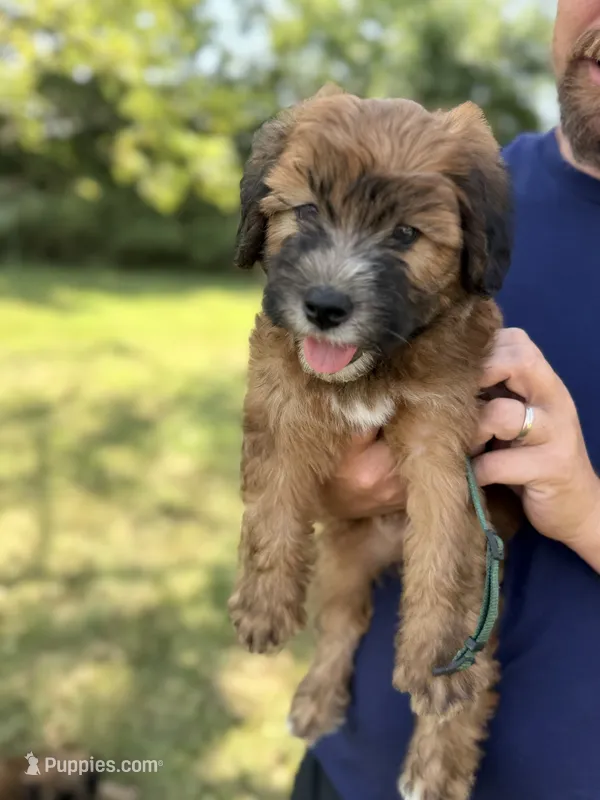 Lebron – Whoodle puppy for sale in Knob Noster, MO