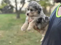 Brooks, a male Bernedoodle for sale in Knob Noster, MO – 3 of 4