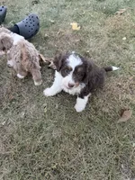 Piper, a female Bernedoodle for sale in Knob Noster, MO – 2 of 7