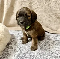 Witt, a male Soft Coated Wheaten Terrier and Whoodle for sale in Warrensburg, MO – 3 of 6