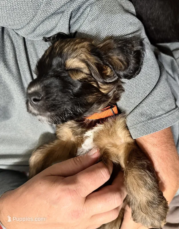 Steph – Poodle - Miniature , Whoodle puppy for sale in Knob Noster, MO