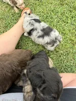 Jessi, a female Miniature Aussiedoodle for sale in Warrensburg, MO – 3 of 8