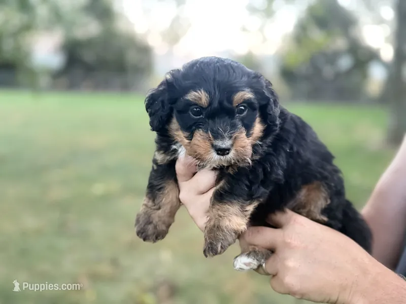 Bennett – Bernedoodle puppy for sale in Knob Noster, MO