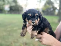 Bennett, a male Bernedoodle for sale in Knob Noster, MO – 1 of 4