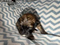 Soffie, a female Whoodle for sale in Warrensburg, MO – 2 of 4
