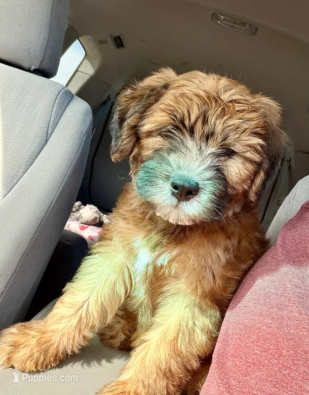 LeBron – Whoodle puppy for sale in Knob Noster, MO