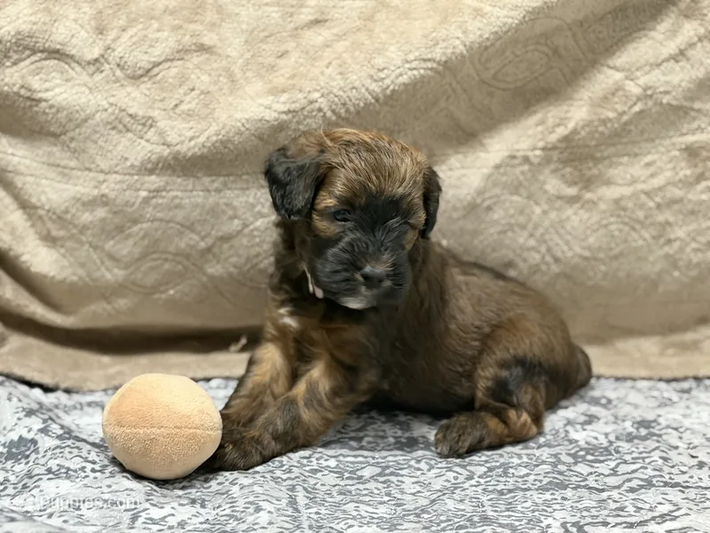 Caitlin – Whoodle puppy for sale in Warrensburg, MO
