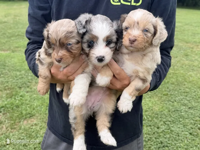 Sienna – Miniature Aussiedoodle puppy for sale in Warrensburg, MO
