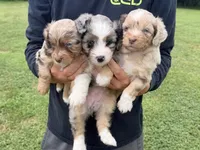 Sienna, a female Miniature Aussiedoodle for sale in Warrensburg, MO – 1 of 3