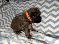 Steph, a male Whoodle for sale in Warrensburg, MO – 4 of 4