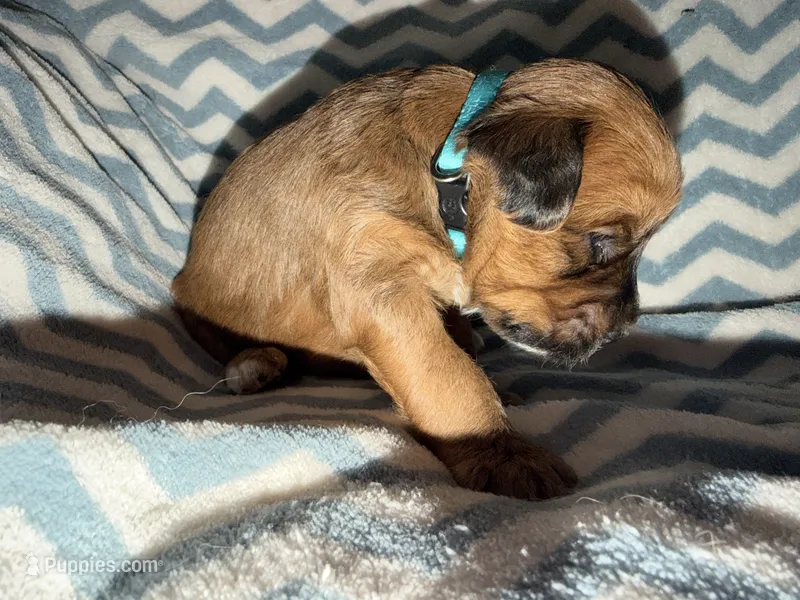 Jordan – Whoodle puppy for sale in Warrensburg, MO