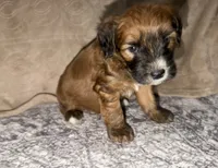 Lebron, a male Whoodle for sale in Knob Noster, MO – 2 of 8