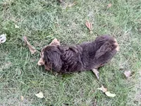 Remi, a male Bernedoodle for sale in Knob Noster, MO – 4 of 4