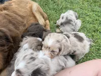 Lyle, a male Miniature Aussiedoodle for sale in Warrensburg, MO – 3 of 3
