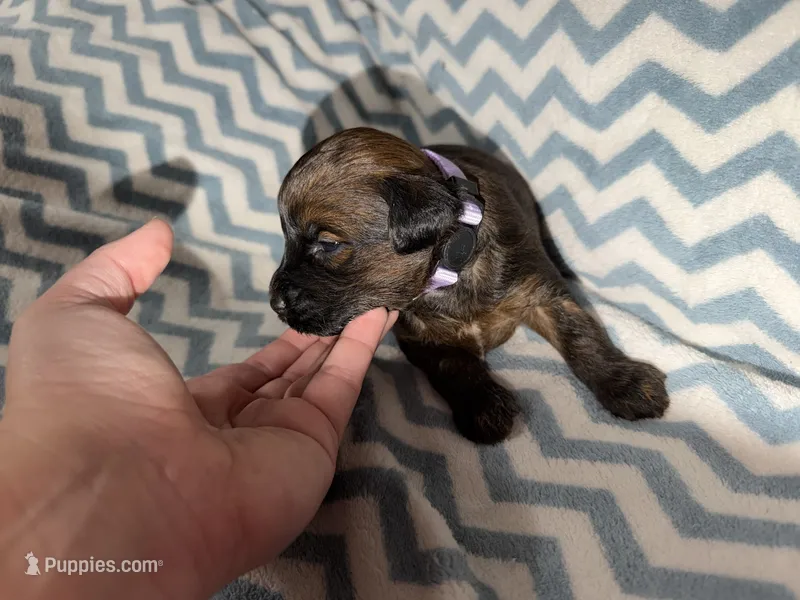 Caitlin – Whoodle puppy for sale in Warrensburg, MO