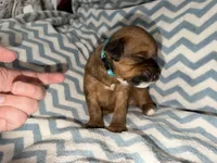 Jordan, a male Whoodle for sale in Warrensburg, MO – 2 of 2