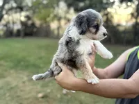 Aspen, a female Bernedoodle for sale in Knob Noster, MO – 3 of 4