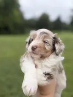 Lyle, a male Miniature Aussiedoodle for sale in Warrensburg, MO – 2 of 3
