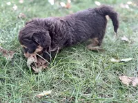 Remi, a male Bernedoodle for sale in Knob Noster, MO – 3 of 4
