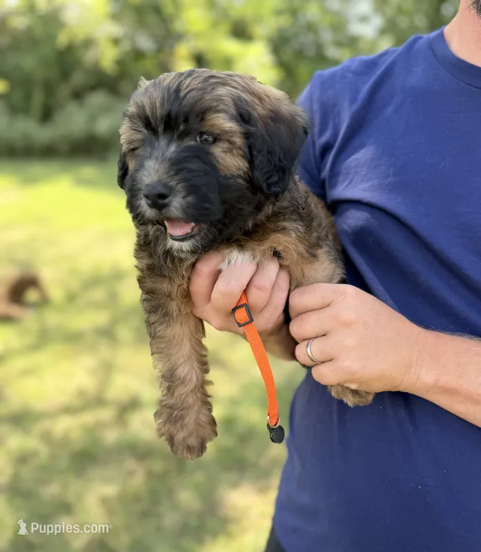 Steph – Poodle - Miniature , Whoodle puppy for sale in Knob Noster, MO