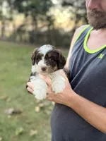 Piper, a female Bernedoodle for sale in Knob Noster, MO – 1 of 7