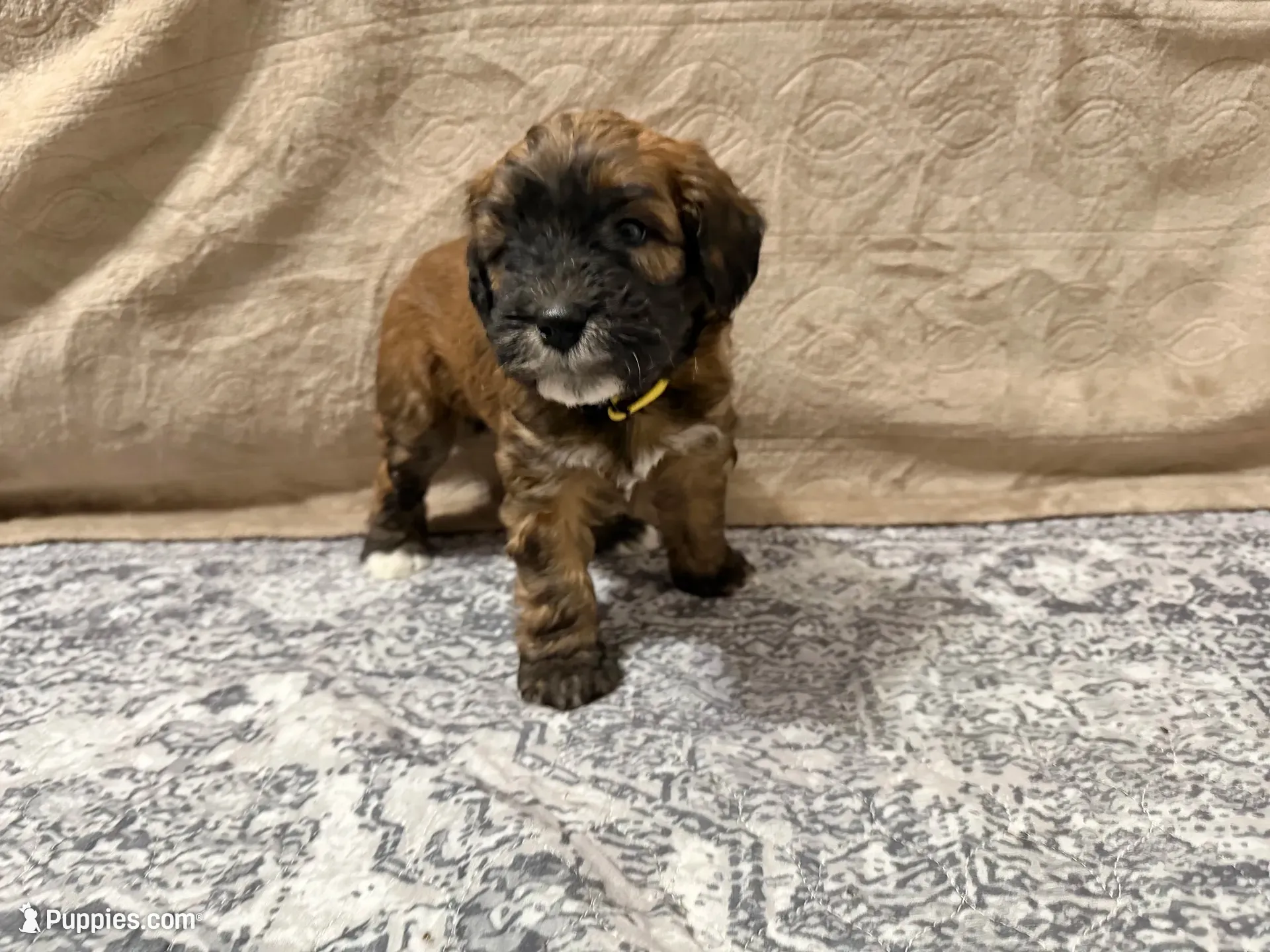 Kobe, a male Whoodle for sale in Knob Noster, MO – 3 of 8