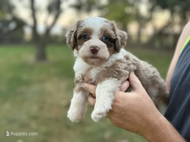 Mayze – Bernedoodle puppy for sale in Knob Noster, MO