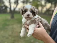 Mayze, a female Bernedoodle for sale in Knob Noster, MO – 1 of 7