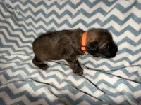 Steph, a male Whoodle for sale in Warrensburg, MO – 3 of 4