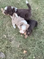 Mayze, a female Bernedoodle for sale in Knob Noster, MO – 5 of 7