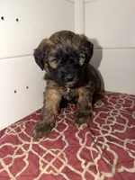 Soffie, a female Whoodle for sale in Knob Noster, MO – 2 of 6
