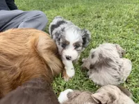 Jessi, a female Miniature Aussiedoodle for sale in Warrensburg, MO – 8 of 8