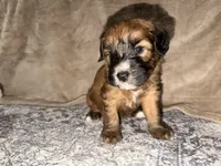 Lebron, a male Whoodle for sale in Knob Noster, MO – 3 of 8