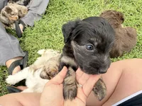 Brielle, a female Miniature Aussiedoodle for sale in Warrensburg, MO – 2 of 4