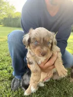Mallorie, a female Miniature Aussiedoodle for sale in Warrensburg, MO – 2 of 5