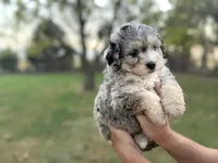 Brooks, a male Bernedoodle for sale in Knob Noster, MO – 1 of 4