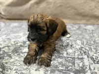 Kobe, a male Whoodle for sale in Knob Noster, MO – 4 of 8
